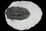 Bargain, Coltraneia Trilobite Fossil - Huge Faceted Eyes #137703-1